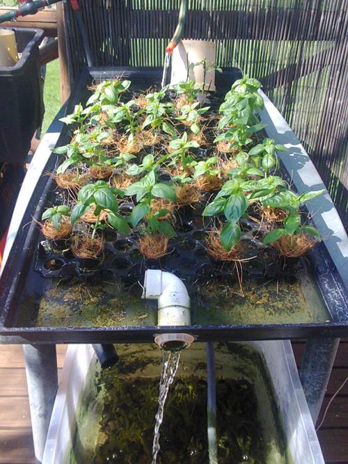 Aquaponic and hydroponic pot holder tray